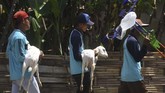 FOTO: Balap Kambing Menyambut Panen Karapan kambing merupakan tradisi turun temurun warga Probolinggo, khususnya masyarakat Pandulungan.