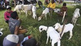 FOTO: Balap Kambing Menyambut Panen Karapan kambing merupakan tradisi turun temurun warga Probolinggo, khususnya masyarakat Pandulungan.
