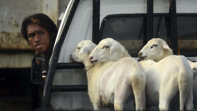 FOTO: Balap Kambing Menyambut Panen