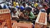 FOTO: Protes Harga Anjlok, Peternak Bagi-bagi Ayam Gratis Para peternak membagikan ribuan ayam secara gratis kepada masyarakat. Hal itu dilakukan sebagai salah satu bentuk protes karena harga ayam anjlok.