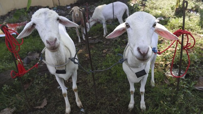 Tak tanggung-tanggung, empat ekor kambing kerdil dicuri dari Kebun Binatang Zoologico Zoochilpan, Meksiko, lalu dimasak untuk hidangan akhir tahun.
