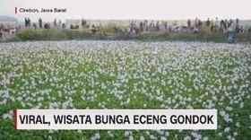 VIDEO: Viral, Wisata Bunga Eceng Gondok