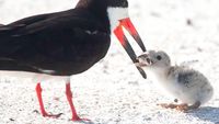 Viral Foto Miris Burung Laut Beri Makan Anaknya Puntung Rokok