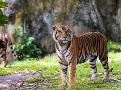 Tak Hanya Manusia, Harimau di New York Pun Positif Corona