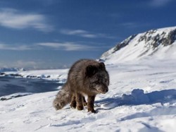 Bioma Tundra: Pengertian, Ciri-ciri, Jenis, Flora-Fauna, dan Persebarannya