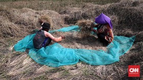 Perpadi Sebut Penggiling Padi Cilik Butuh Kredit Murah