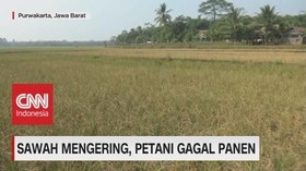 VIDEO: Kemarau Panjang, Sawah Mengering, Petani Gagal Panen