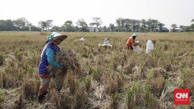 BPS mencatat daya beli mayoritas petani dan nelayan meningkat pada Desember 2019.