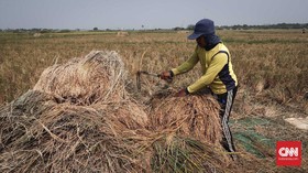 Daya Beli Buruh Tani dan Bangunan Melemah pada Juni