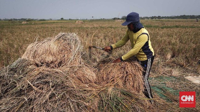 BPS memproyeksi produksi beras Indonesia turun 650 ribu ton pada akhir tahun ini. Penurunan produksi merupakan imbas El Nino.