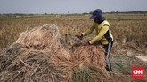 FOTO: Memanen Sisa Padi di Ujung Utara Jakarta Para petani dikawasan Marunda, Cilincing, Jakarta mulai sibuk memanen padi yang sudah mulai menguning.