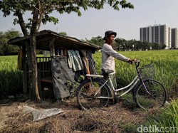 Minim Lahan Persawahan, Ini Strategi Pemprov DKI Perkuat Ketahanan Pangan