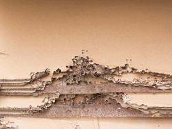 8 Tips agar Lemari Kayu Terhindar dari Serangan Rayap