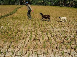 12 Daerah di Jabar Siaga Darurat Bencana Kekeringan