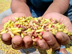 Masihkah Cengkeh Indonesia Jadi Primadona?