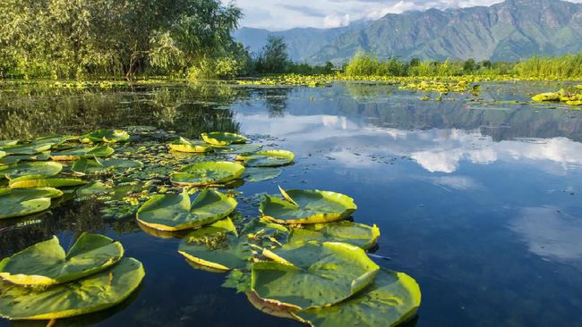 Semenjak India "mengusir" turis dari Kashmir, saat ini kota lembah nan indah bak Swiss itu kian sepi turis.