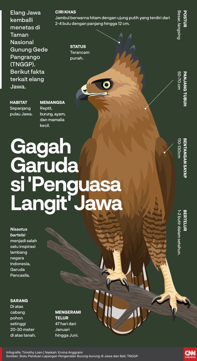 Taman Nasional Gunung Gede Pangrango (TNGGP) kembali menemukan sarang elang Jawa (Nisaetus bartelsi) di wilayah Sukabumi pada Senin (1/7).