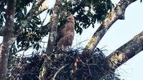 Sarang Garuda Kembali Ditemukan di Gunung Pangrango