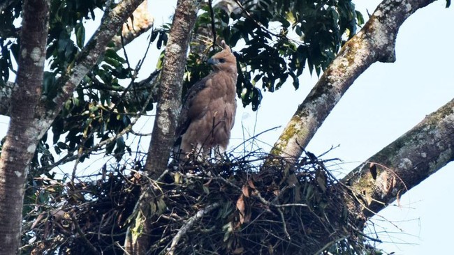 Taman Nasional Gunung Gede Pangrango (TNGGP) kembali menemukan sebuah sarang elang Jawa (Nisaetus bartelsi) di wilayah Sukabumi pada Senin (1/7) lalu.