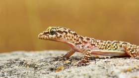 4 Cara Alami Mengusir Tokek dari Rumah, Gampang Pakai Kulit Telur
