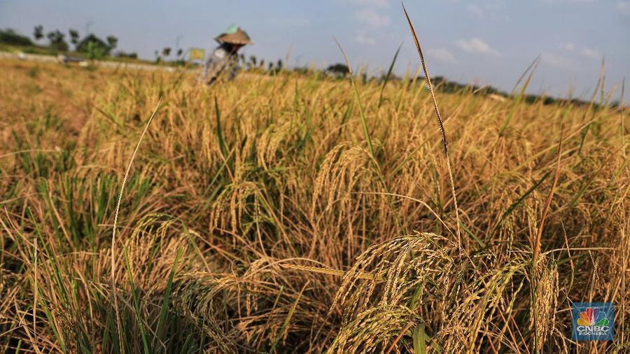 Petani padi nemanen tanamannya di Kawasan Rototan, Jakarta Utara, Jumat (5/7/2019). (CNBC Indonesia/Andrean Krisianto)