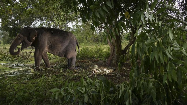 Puluhan gajah liar merusak areal perkebunan sawit milik warga di Kabupaten Aceh Jaya, Provinsi Nanggroe Aceh Darussalam pada Rabu (5/8).