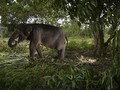 Keasyikan Main, Gajah Muda Tersesat saat Migrasi di China