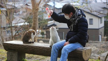 CARA MENGUSIR KUCING LIAR LAINNYA
