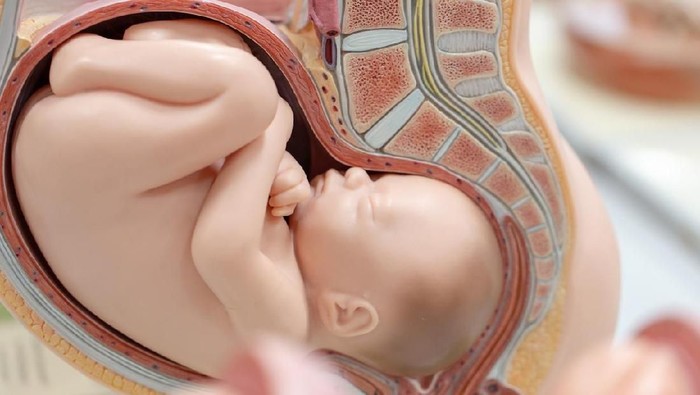 Embryo model, fetus for classroom education.