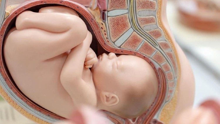 Embryo model, fetus for classroom education.