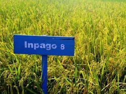 Mengenal Padi Gogo Rancah yang Digunakan Solihin GP Atasi Krisis Pangan