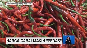 VIDEO: Harga Cabai Makin 