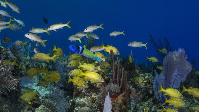 Ikan tropis di perairan terumbu karang di Samudra Atlantik punya kecepatan berganti kelamin super cepat, hanya dalam 10 hari saja.