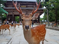 Setelah 40 Tahun, Nara Park Akhirnya Sediakan Tempat Sampah