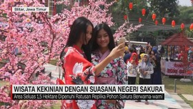 VIDEO: Wisata Kekinian dengan Suasana Negeri Sakura