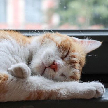 Haru, Kisah Tatan Kucing yang Menangis Saat Ditinggal Meninggal Pemilik