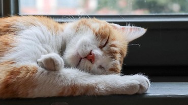 img-title Haru, Kisah Tatan Kucing yang Menangis Saat Ditinggal Meninggal Pemilik