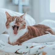 1 September Diperingati Hari Kucing Oren: Ini Sederet Hal tentang Kucing Oren yang Perlu Kamu Tahu!