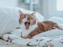 Tak Hanya Manusia, Kucing Juga Harus Dikarantina