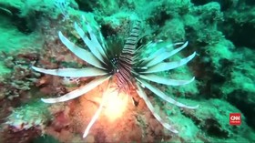 VIDEO: Perubahan Suhu Air Sebabkan Lionfish Penuhi Lebanon