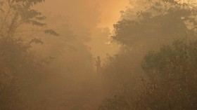 Hutan Gunung Panderman Terbakar, Api Dicegah Tak Sampai Desa
