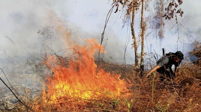 Jokowi Perintahkan BNPB Segera Setop Kebakaran Hutan Presiden Jokowi memerintahkan BNPB untuk segera menyelesaikan masalah kebakaran hutan. Perintah sama juga ia berikan pada Kapolri Tito Karnavian.
