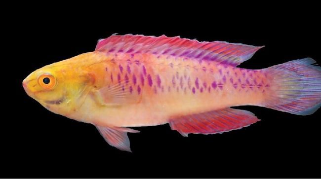 Ikan Wakanda dan Temuan 71 Spesies Hewan-Tumbuhan Baru 2019