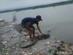 Buaya Berkeliaran di Permukiman Pasangkayu Sulbar, Warga Cemas