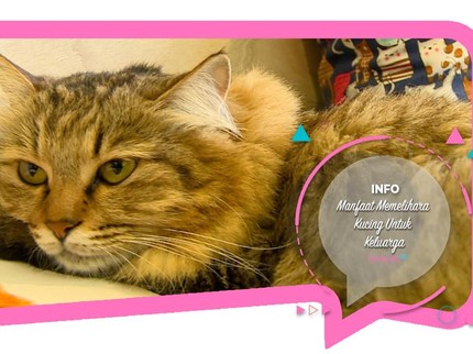 Manfaat Memelihara Kucing untuk Keluarga