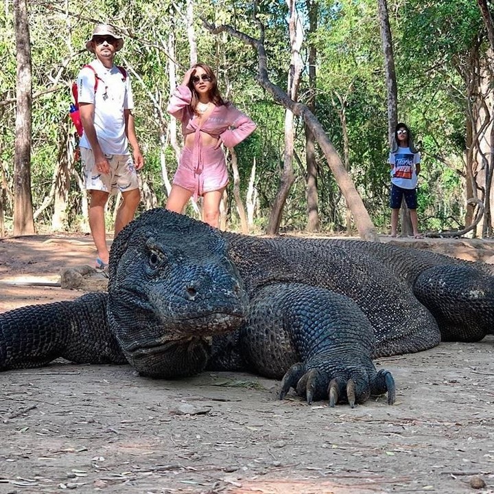 <p>Bunga Citra Lestari, Ashraf, dan Noah tak ketinggalan berfoto dengan komodo di Taman Nasional Komodo. (Foto: Instagram @bclsinclair)</p>