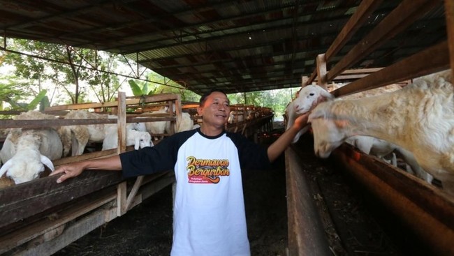 Dalam menyediakan kebutuhan kurban, ACT melalui Global Qurban terus mengelola hewan kurban dengan kualitas terbaik yang dijaga sedari bibit.