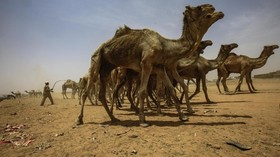 Kekeringan, 10 Ribu Unta di Australia Terancam Ditembak