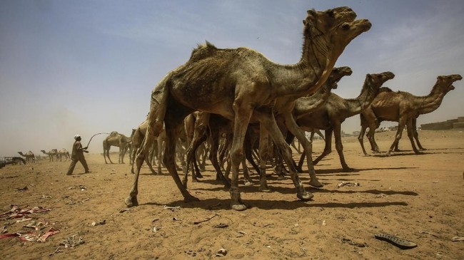 Sekitar 10 ribu unta di Australia terancam dimusnahkan karena merebut air masyarakat setempat yang tengah dilanda kekeringan.