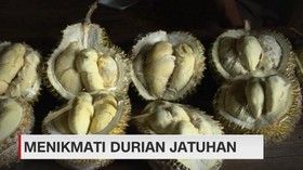 VIDEO: Menikmati Durian Jatuhan